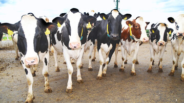 Auf planbefestigten Laufhöfen muss entweder von Hand entmistet werden oder es können neuerdings auch Entmistungsroboter für die Reinigung eingesetzt werden. Für die Klauengesundheit und die Emissionen ist eine regelmäßige Reinigung jedenfalls sehr wichtig. Auf dem EIP Rind-Betrieb Hämmerle in der Nähe von Bad Wurzach (Landkreis Ravensburg) reinigt der Roboter Barn-E von JOZ.