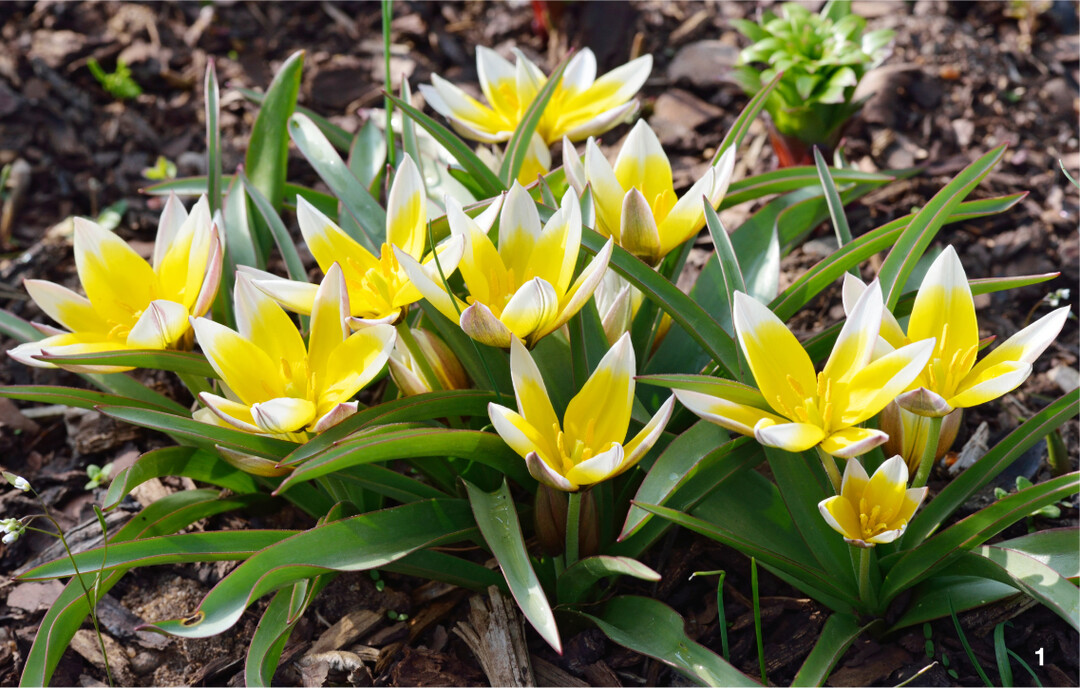 Tulipa urumiensis ist sehr anspruchslos, au�erdem ausgesprochen w�chsig und bl�hwillig.