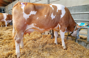 Diese Evergreen-Tochter von Familie Schneider aus Oberrot-Ebersberg war wahrscheinlich die wohl ausgeglichenste Jungkuh der Auktion.