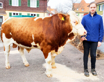 K�rsieger beim Fleckvieh war dieser sehr gut entwickelte Herzpochen-Sohn von Edwin Schelkle, Herbertingen-Mieterkingen.