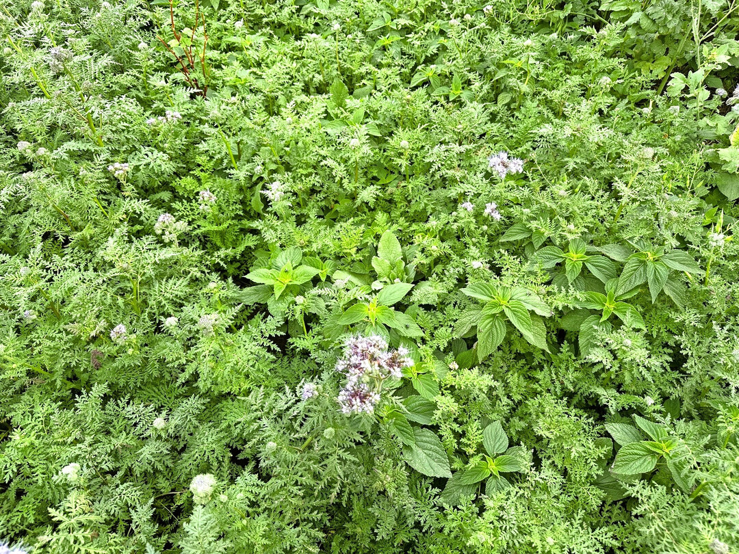 Zwischenfruchtanbau ist weit verbreitet, birgt aber auch Herausforderungen.