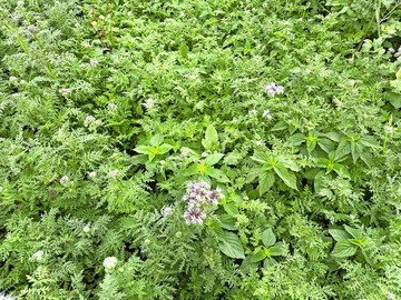 Zwischenfruchtanbau ist weit verbreitet, birgt aber auch Herausforderungen.