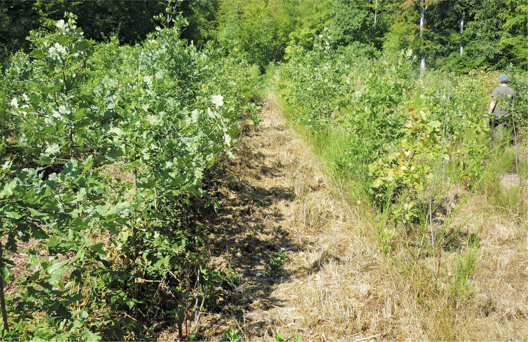 Vielfalt im Waldbestand sorgt f�r bessere N�hrstoffverteilung.