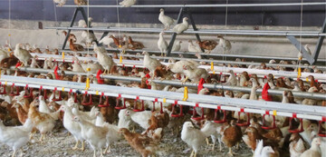 Ställe, die mit AFP gefördert werden sollen, müssen besondere Anforderungen an Tierwohl und Tierschutz erfüllen.