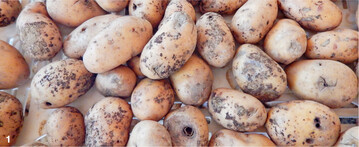 Knollen mit Rhizoctoniaskerotien.