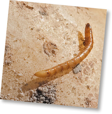 Vor allem in wärmeren Lagen Baden-Württembergs ist der Drahtwurmbefall in den vergangenen Jahren zu einem ernsten Problem geworden.