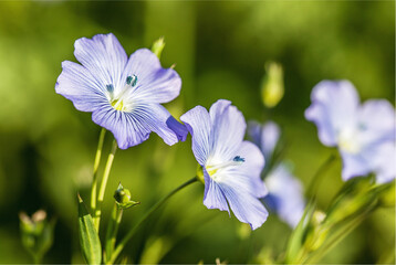 �llein ist eine interessante Nische. Es gibt aber nur wenige Sorten auf dem Markt.