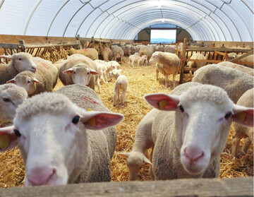 Einer der drei Schafställe der Brehnau Schäferei. Gut 250 Tonnen Schafmist kommen in der Schäferei jährlich zusammen.