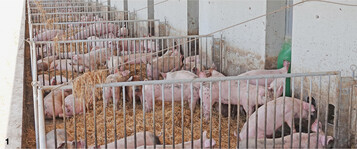 Der Auslauf für die Schweine erhöht den Komfort. Hierzu wurden dort auch die Tränkebecken installiert. Das Wasser wird das Jahr über auf 13 Grad erwärmt.