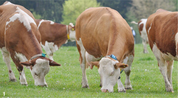 Gesund, langlebig und tiergerecht gehalten: Die Zeiten, in denen vor allem die Leistung der Kühe im Vordergrund stand, sind in der Rinderzucht vorbei. Inzwischen richtet sich der Fokus auf Tiere, die über hohe Fitnesswerte verfügen.