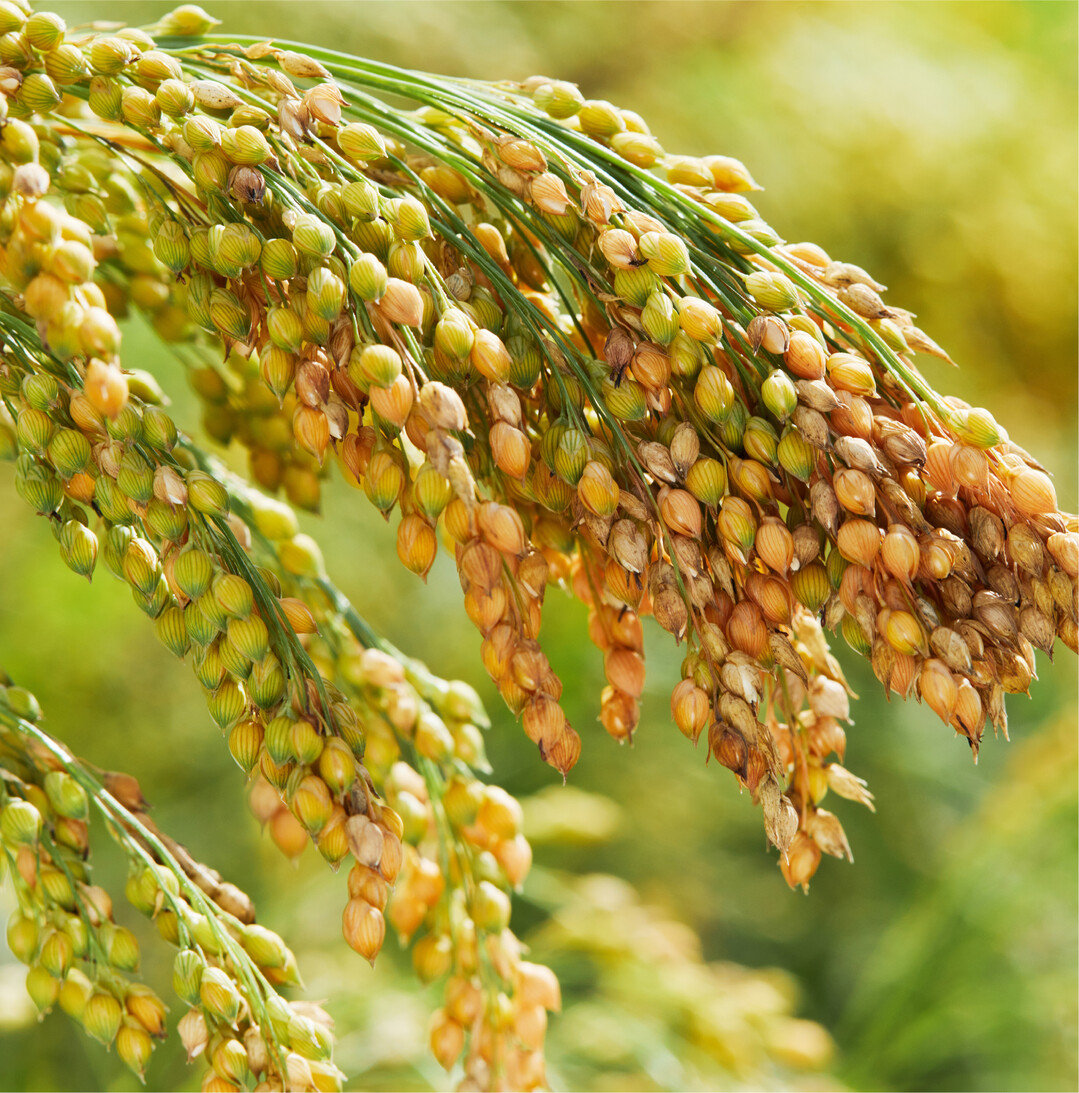 Weltern�hrungsorganisation: 2023 ist das Internationale Jahr der Hirse Hirse kennen viele von uns aus Grimms M�rchen vom s��en Brei. Hirse geh�rte jahrhundertelang zu den Grundnahrungsmitteln, bis sie von anderen Sattmachern verdr�ngt wurde. Dabei hat Hirse viel zu bieten: Sie kann vielseitig verwendet werden  �hnlich wie Reis. Sie schmeckt als Beilage zu herzhaften Gerichten, aber auch in herzhaften und s��en Aufl�ufen, als F�llung in Paprika und anderen Gem�sen oder als Brei. Hirse ist leicht bek�mmlich, sie ist reich an Mineralstoffen, vor allem an Eisen und Magnesium, Ballaststoffen, Antioxidanzien und Eiwei�. Mit ihrem niedrigen glyk�mischen Index ist Hirse eine gute Alternative f�r Menschen, die ihren Blutzuckerspiegel regulieren m�ssen. Im Anbau ist K�rnerhirse relativ anspruchslos, hat eine kurze Vegetationszeit und ist trockenheitstolerant. Viele Gr�nde, f�r die Weltern�hrungsorganisation FAO (Food and Agricultural Organization) 2023 zum Internationalen Jahr der Hirse zu erkl�ren. Mit zahlreichen Aktionen soll auf Hirse aufmerksam gemacht werden, um ihren Anbau und ihre Nutzung weltweit zu f�rdern. Wie das Informations- und Koordinationszentrum Biologische Vielfalt mitteilt, gibt es auch in Deutschland Versuche, der Hirse wieder einen Platz im Anbau zu geben. Sch�tzungen zufolge werden vor allem in Bayern und Brandenburg inzwischen wieder auf rund 1000 Hektar Speisehirse angebaut. BZfE, Renate Kessen