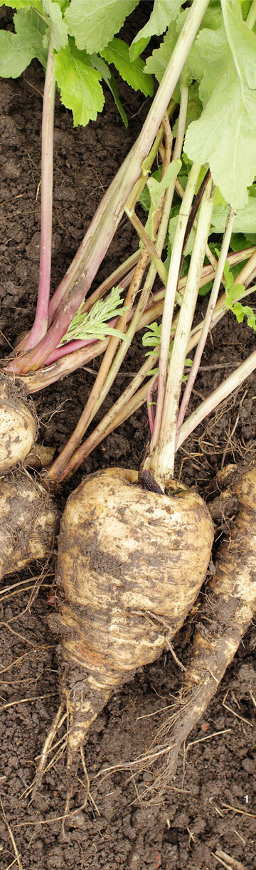 Kurze, breite Sorten eignen sich f�r steinige oder schwere B�den am besten.