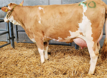 Diese enorm entwickelte Miami-Enkelin vom Betrieb Rechner erl�ste 2640 Euro.