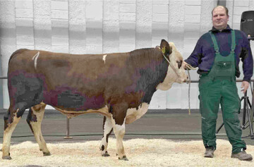 Der Bulle Odysseus vom Betrieb Selinger �berzeugte durch seine Ausgeglichenheit.