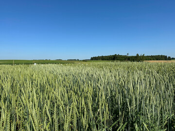 Getreidefeld in Deutschland 2024.