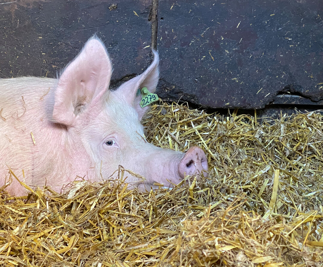 Muttersauen in Gruppenhaltung