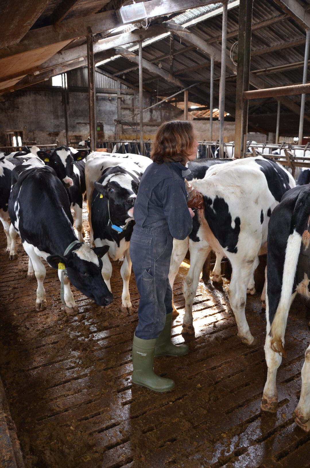 3 Besonders unerfahrene und �ngstliche Rinder bergen ein Gefahrenpotential f�r Menschen, wenn die Tiere f�r die Gesundheits�berwachung, Besamung oder andere Ma�nahmen fixiert werden m�ssen.