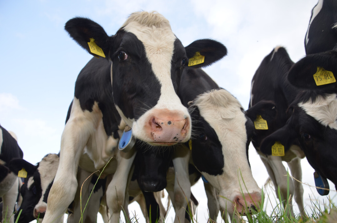 2 Gezieltes Training mit Jungrindern kann ihre Gew�hnung an Menschen schnell positiv beeinflussen.