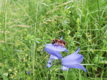 Die seltene "Braunschuppige Sandbiene" Andrena curvungula ist gef�hrdet.