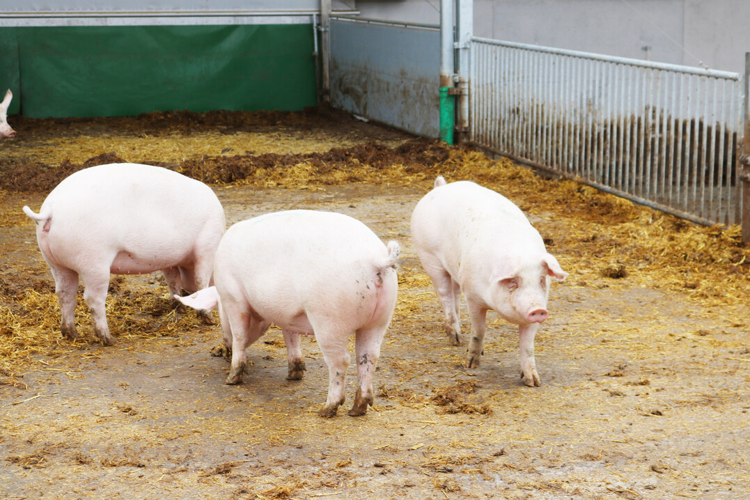 Viehzählungsergebnisse: Die Zahl der schweinehaltenden Betriebe ist innerhalb eines Jahres um 3,4 Prozent oder 600 Betriebe gesunken.