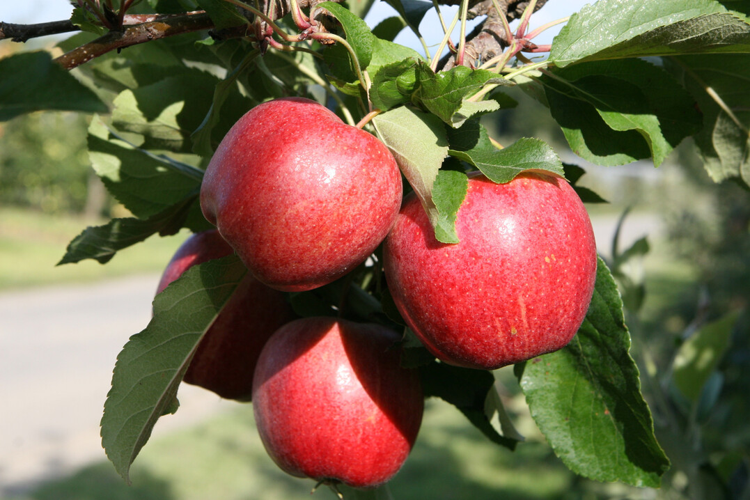 Mit einer "himmlischen Kampagne" wird am 11. Januar der "Tag des deutschen Apfels" gefeiert � �brigens bereits zum 15. Mal.
