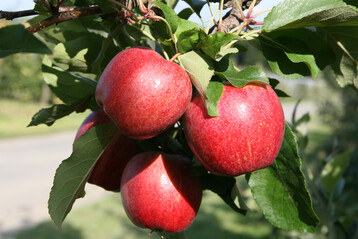 Mit einer "himmlischen Kampagne" wird am 11. Januar der "Tag des deutschen Apfels" gefeiert � �brigens bereits zum 15. Mal.