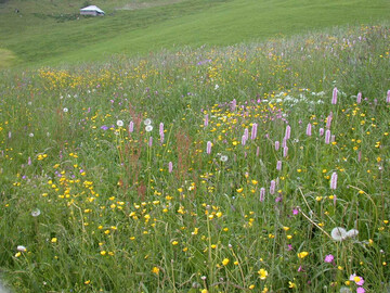 Mehr Gras in der Ration von Milchk�hen erh�ht die Proteinbereitstellung f�r Menschen und schont die Umwelt � so das Ergebnis einer Studie der Universit�t G�ttingen und des Kasseler Instituts f�r l�ndliche Entwicklung.