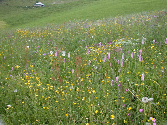 Mehr Gras in der Ration von Milchk�hen erh�ht die Proteinbereitstellung f�r Menschen und schont die Umwelt � so das Ergebnis einer Studie der Universit�t G�ttingen und des Kasseler Instituts f�r l�ndliche Entwicklung.