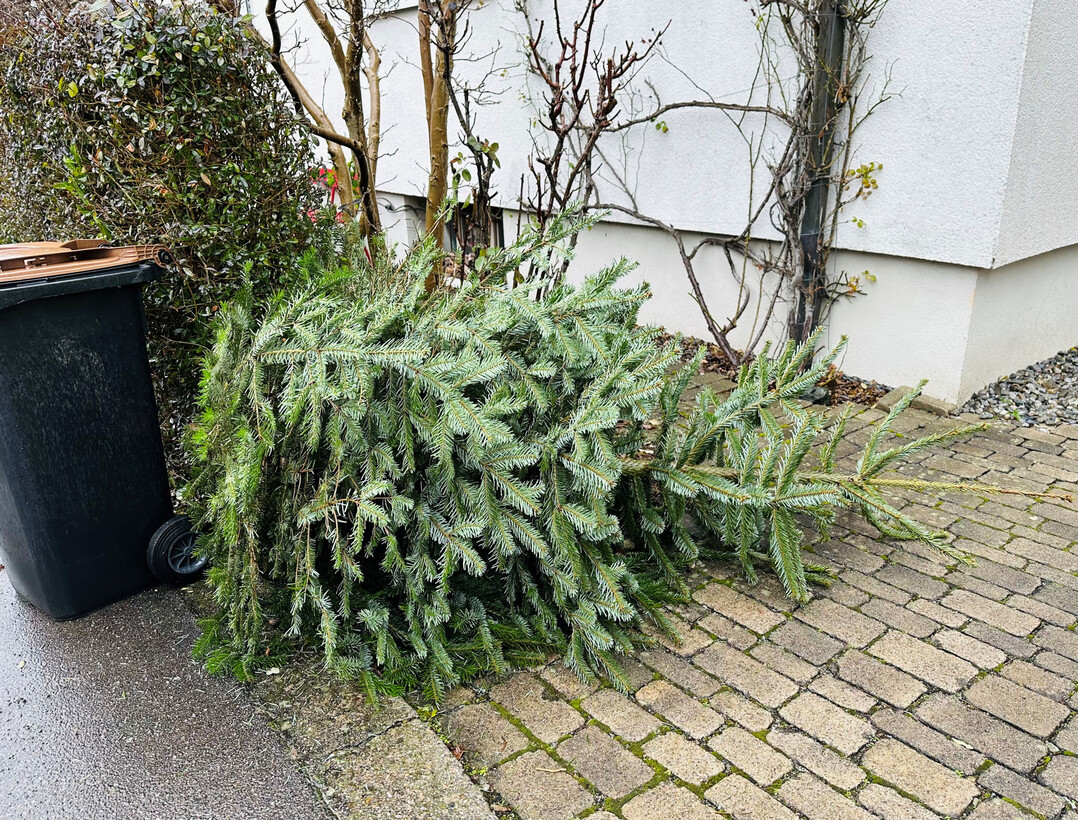 Ausgedienter Weihnachtsbaum.