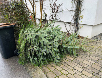 Ausgedienter Weihnachtsbaum.