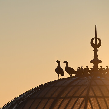 Nilg�nse auf einem historischen Gew�chshaus in der Wilhelma.