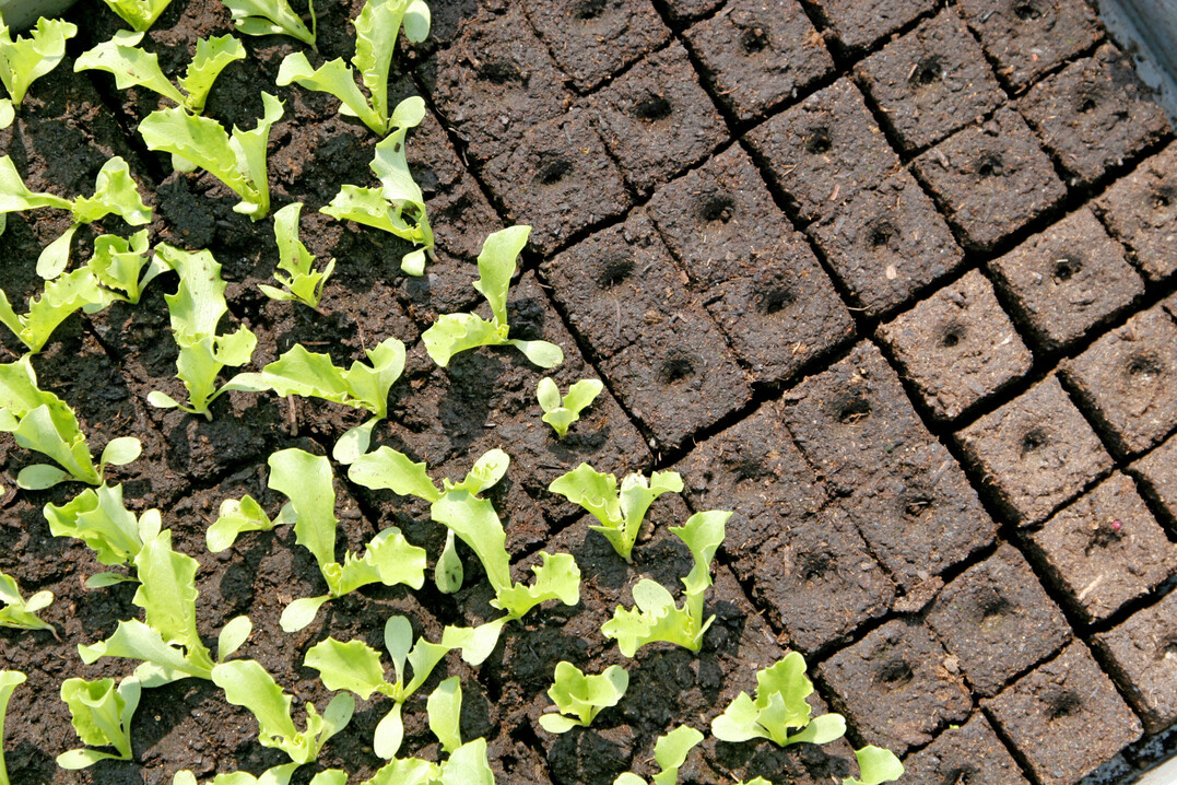 Bei der Jungpflanzenanzucht in Erdpresstöpfen ist Torf nur schwer zu ersetzen.