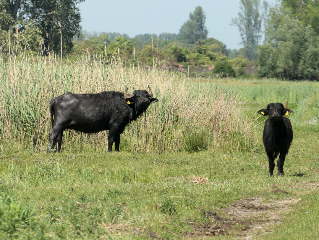 Maul- und Klauenseuche bei Wasserb�ffeln in Brandenburg ausgebrochen: Das Nationale Referenzlabor f�r Maul- und Klauenseuche (MKS) des Friedrich-Loeffler-Instituts (FLI) hat f�r Proben eines Wasserb�ffels aus M�rkisch-Oderland in Brandenburg eine Infektion mit dem MKS-Virus inzwischen best�tigt.