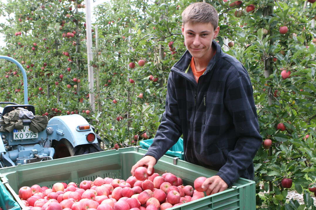 Die Apfelernte im Herbst 2024 fiel regional stark unterschiedlich aus.