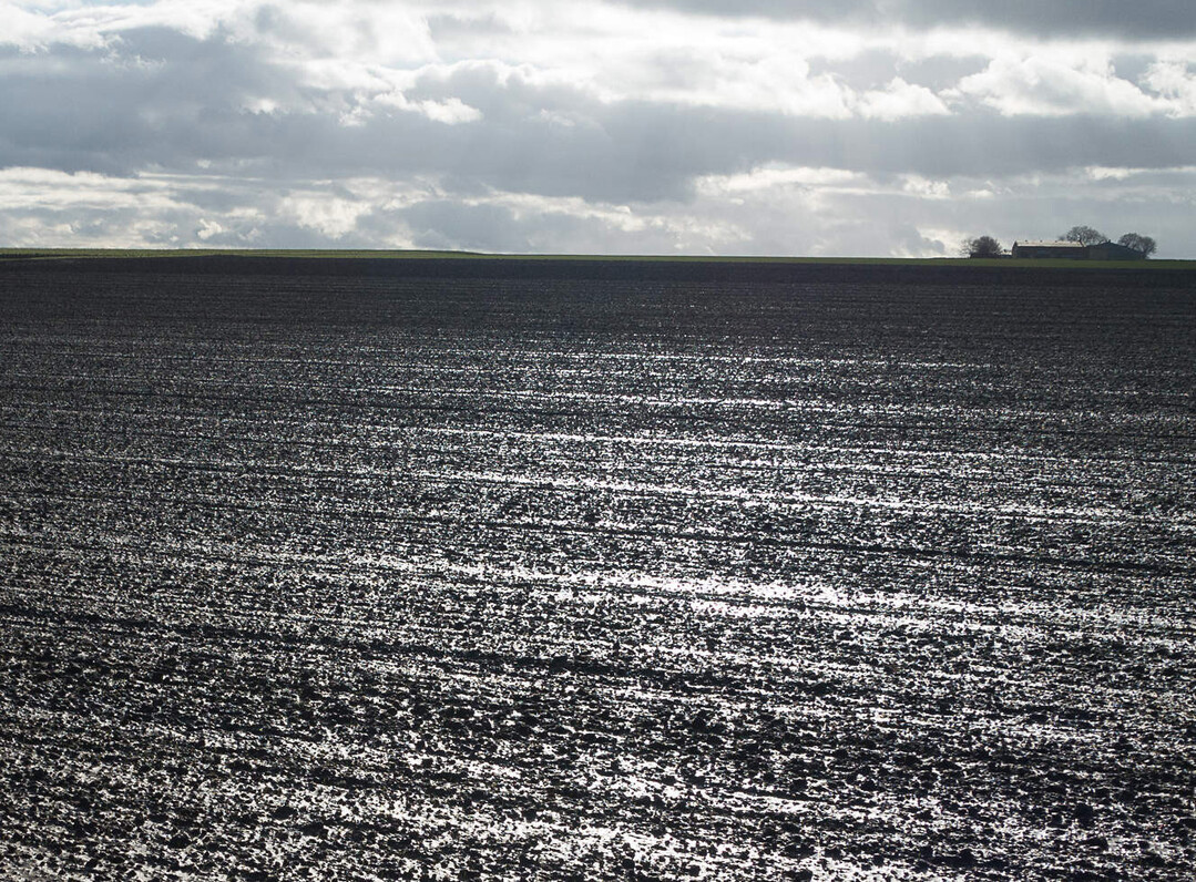 Besonders auf stark verschl�mmten Fl�chen sollte die Anwendung von Branntkalk im Fr�hjahr erwogen werden.