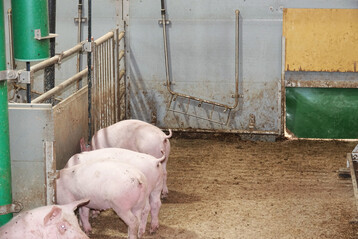 1 Mykotoxine im Futter f�hren immer wieder zu gesundheitlichen Problemen bei Schweinen.