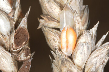 Links eine mit Steinbrand Tilletia caries befallene, reife �hre mit aufgeschnittener Brandbutte. Rechts ist gesunde �hre mit gesundem Korn zu sehen.