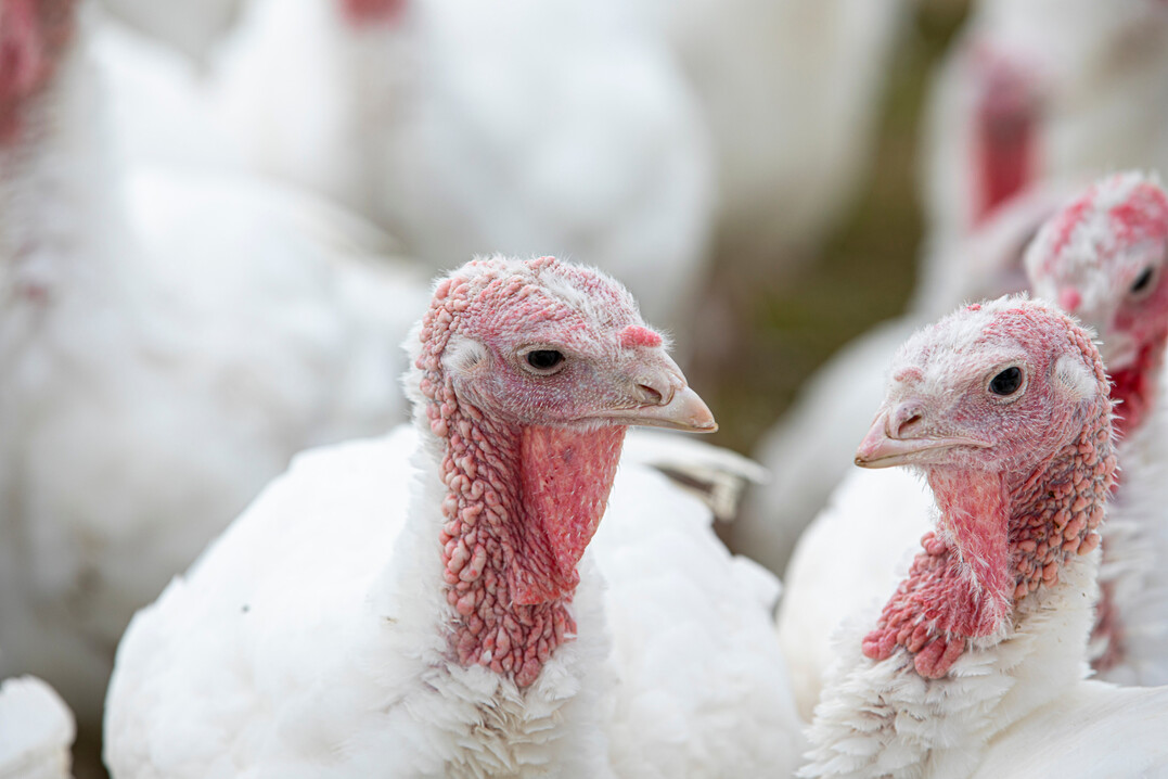 Puten auf einem Betrieb.