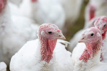 Puten auf einem Betrieb.