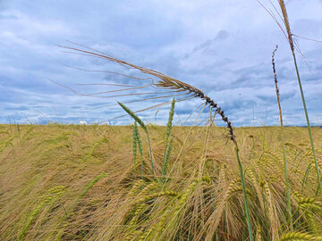 Flugbrand bei Gerste sollte in Vermehrungsfl�chen vermieden werden. Systemische wirkende Pflanzenschutzmittelwirkstoffe wie Tebuconazol k�nnen den Erreger im inneren des Saatkorns zuverl�ssig abt�ten.