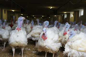 In einem Putenmastbetrieb im Landkreis Schw�bisch ist die Gefl�gelpest ausgebrochen. Das zust�ndige Landratsamt hat inwischen entsprechende Schutzma�nahmen angeordnet.