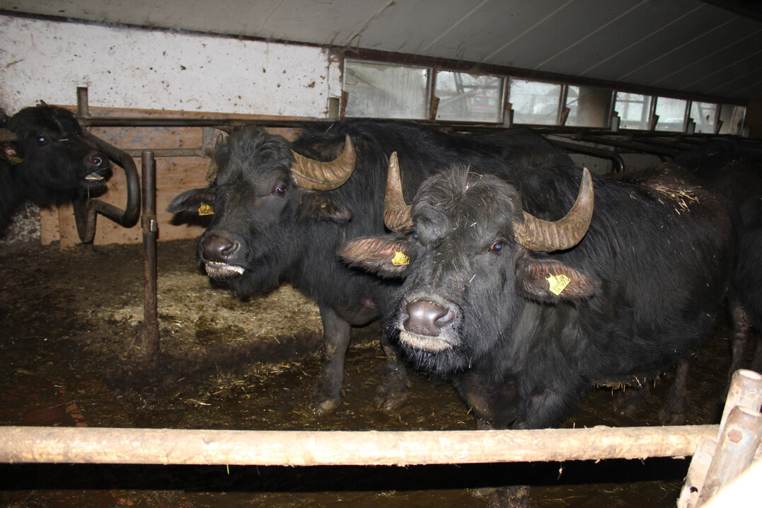 Der Seuchenausbruch auf einem Büffelbetrieb in Brandenburg hat die Märkte für Milch und Fleisch geschockt.
