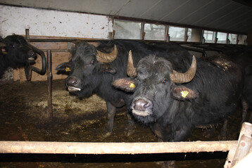 Der Seuchenausbruch auf einem B�ffelbetrieb in Brandenburg hat die M�rkte f�r Milch und Fleisch geschockt.