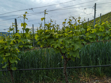 Trollinger-Weinberg.