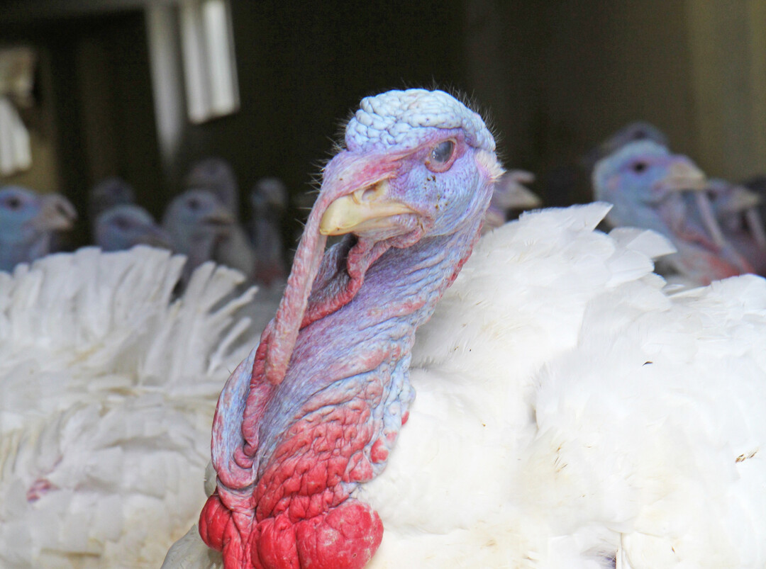 Der Ausbruch der Geflügelpest in einem Putenmastbetrieb in der Nähe von Ilshofen hat die Geflügelbranche im Land in Aufruhr versetzt. Der Geflügelwirtschaftsverband warnt vor gravierenden wirtschaftlichen Folgen für die Betriebe.