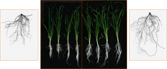 Abb. 3: Wurzeleffekt einer P-Blattd�ngung in Wintergerste. Durch die Blattd�ngung werden Assimilate besser ins Wurzelwerk verlagert (links Kontrolle, rechts P-Blattd�nger).