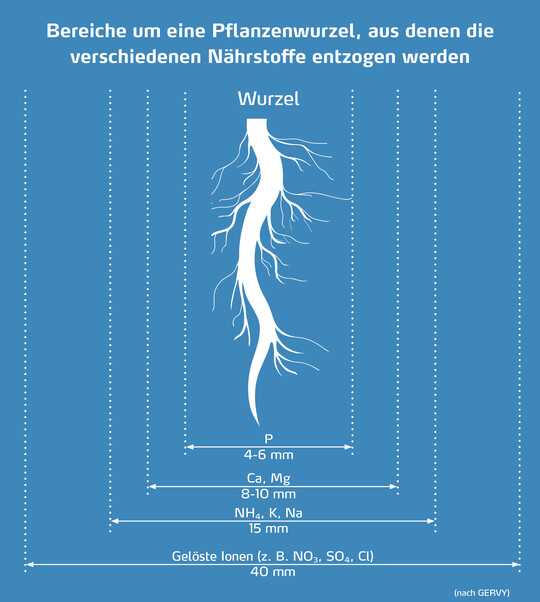 Abb. 2: Pflanzenwurzel und die umliegenden Bereiche, aus denen N�hrstoffe aufgenommen werden k�nnen. Gel�ste Salze wie Nitrat oder Sulfat werden aus einem gr��eren Radius um die Wurzeln aufgenommen als zum Beispiel Phosphat.