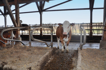 1 Dieser Durchgang soll erweitert werden, deshalb wird eine Liegebox ausgebaut. Christian Manser r�t dazu, Durchg�nge mit Rasenteppichen zu belegen. Es gibt sie kosteng�nstig in Baum�rkten zu kaufen und sie k�nnen ohne gro�en Aufwand ausgelegt werden.