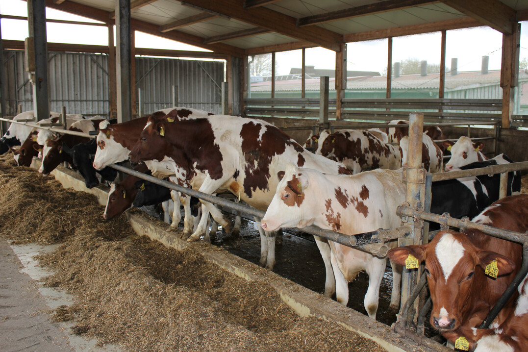 Tierhaltende Betriebe, bei denen es wegen MKS zu einem Umsatz- oder Ergebnisrückgang von mindestens 30 Prozent kommt, können das Förderprogramm der Rentenbank in Anspruch nehmen.
