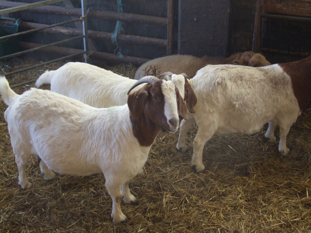 Der Verdacht auf die Maul- und Klauenseuche bei einer Ziege im Landkreis Barnim hat sich nicht best�tigt.